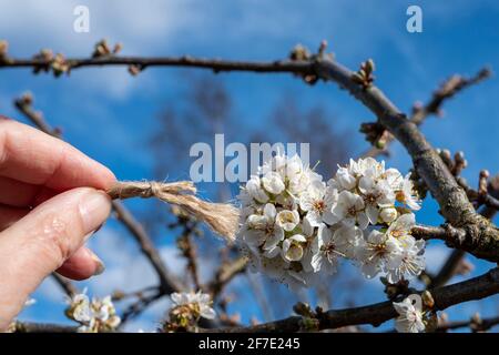 Verwenden eines hausgemachten Pinsels, um die Pflaumenblüte im Frühjahr von Hand zu bestäuben. Stockfoto