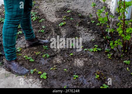 Der Gärtner mit Unschärfe-Effekt steht auf einem Bett. Der Bauer schaut auf den Boden. Grüne. Gartenbau und Landwirtschaft. Unscharfer Hintergrundboden. Junge Erdbeere Stockfoto