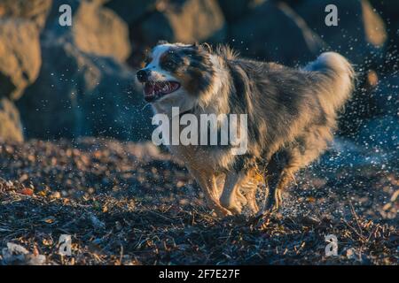 Netter Border Collie Hund, der am Abend aus dem Wasser läuft, mit Wassertropfen, die herumspritzen. Actionfoto eines Hundes, der vom See wegläuft Stockfoto