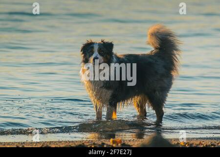 Seitenansicht eines Border Collie Hundes, der im Wasser spielt. Alarm Hund im Meer oder See. Abendliches Low-Key-Foto von Bordercollie. Stockfoto