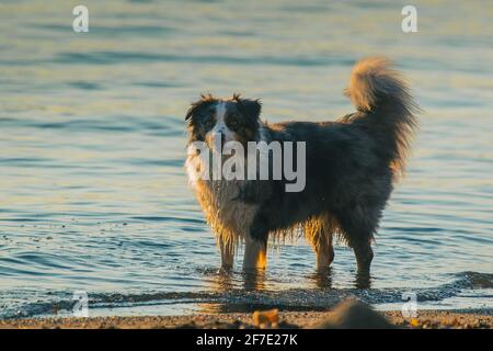 Seitenansicht eines Border Collie Hundes, der im Wasser spielt. Alarm Hund im Meer oder See. Abendliches Low-Key-Foto von Bordercollie. Wasser tropft aus seinem Mo Stockfoto