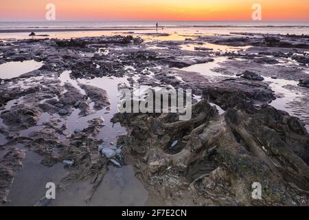 Borth,Unterwasserwald,Baumstümpfe,,bei,Sonnenuntergang,Sonnenuntergang,Borth Beach,Borth,Küste,Dorf,Urlaub,Resort,Norden,von,Aberystwyth,auf,Cardigan,Bucht,Küste,Küste,Küste,Ceredigion,Wales,Walisisch,Großbritannien,Großbritannien,Großbritannien,Großbritannien,Europa,EIN prähistorischer Wald, der vor mehr als 4,500 Jahren unter Wasser und Sand begraben wurde, kann bei Ebbe gesehen werden. Die versteinerten Bäume liegen zwischen Ynysias und Borth in Ceredigion County, Mid, West Wales. Stockfoto