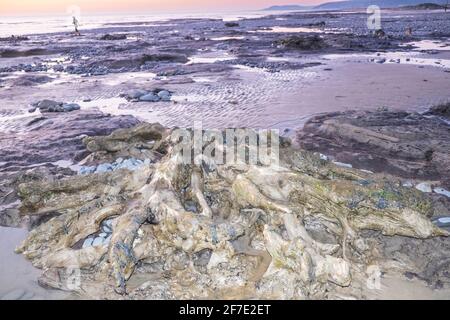 Borth,Unterwasserwald,Baumstümpfe,,bei,Sonnenuntergang,Sonnenuntergang,Borth Beach,Borth,Küste,Dorf,Urlaub,Resort,Norden,von,Aberystwyth,auf,Cardigan,Bucht,Küste,Küste,Küste,Ceredigion,Wales,Walisisch,Großbritannien,Großbritannien,Großbritannien,Großbritannien,Europa,EIN prähistorischer Wald, der vor mehr als 4,500 Jahren unter Wasser und Sand begraben wurde, kann bei Ebbe gesehen werden. Die versteinerten Bäume liegen zwischen Ynysias und Borth in Ceredigion County, Mid, West Wales. Stockfoto