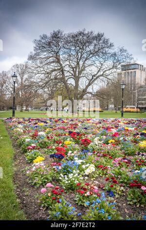 Blumenbett im Watts Park während des Frühlings im Stadtzentrum von Southampton, Hampshire, England, Großbritannien Stockfoto