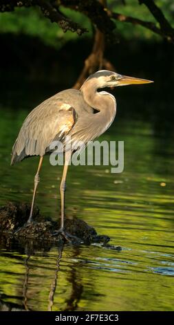 Blaureiher (Ardea Herodias) in einem Mangrovenwald in Caleta Tortuga Negra, Baltra Island, Galapagos, Ecuador Stockfoto