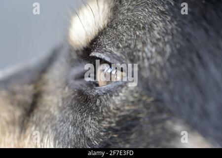Eine Nahaufnahme des linken Auges eines tricolorierten Border Collie von der Seite aus gesehen Stockfoto