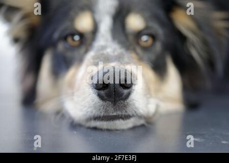 Eine Kopfaufnahme eines tricolorierten Border Collie mit Only Die Nase im Fokus Stockfoto