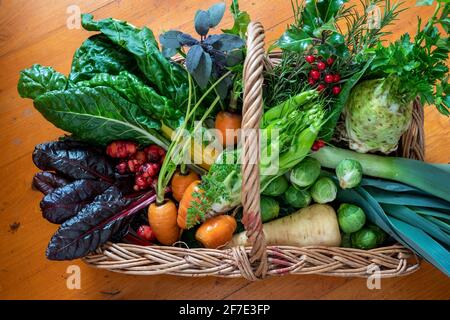 Ein attraktiver Weidenkorb mit buntem selbst angebautem Wintergemüse, einschließlich Karotten, Lauch, Sprossen, Pastinaken, Mangold, Yams und Sellerie. VEREINIGTES KÖNIGREICH. Stockfoto
