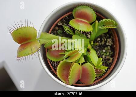 Venusfliegenfalle (Dionaea muscipula) Pflanze zeigt eine Reihe von offenen Blattfallen bereit Stockfoto