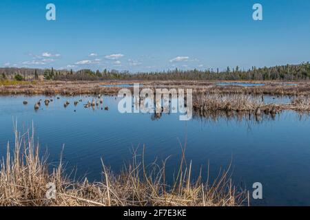 Die George Langman Sactuary ist ein 61 Hektar großes Grundstück in der Nähe von Orillia, Ontario, Kanada, das als Lebensraum für Vögel und Tiere in einem natürlichen Zustand zurückgelassen wurde. Stockfoto