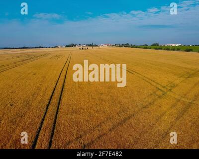 Luftaufnahme von Traktorenbahnen in einem Weizenfeld. Buntes Landwirtschaftsfeld mit sichtbaren Anzeichen von Umdrehen und Fahren mit dem Traktor. Stockfoto