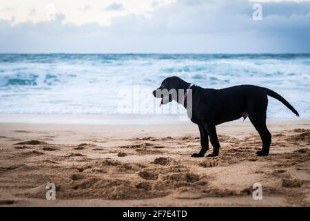 Großer brauner reifer Hund, der auf Hawaii an einem Strand steht Stockfoto