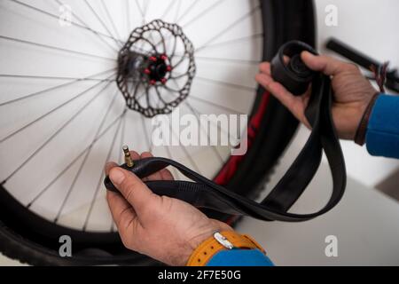 Reparatur von Fahrradschlauchs. Eine Person hält einen neuen Schlauch mit Mountainbike-Rad in den Händen, wobei das presta-Ventil nach oben zeigt. Stockfoto