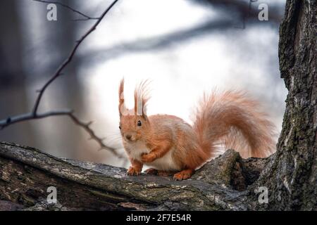 Rotes Eichhörnchen auf einem Baum. Nahaufnahme mit selektivem Fokus Stockfoto