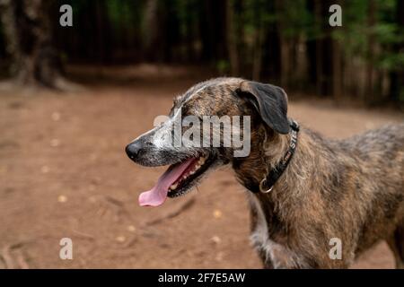 Glücklicher, unruhiger Hund, der friedlich in einem hawaiianischen Wald steht Stockfoto