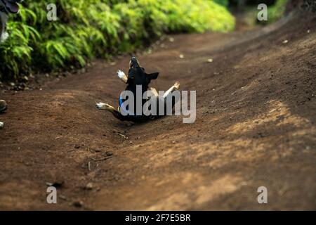 Hot Pup kühlt sich ab, indem er sich auf einem Feldweg herumrollt Während einer Wanderung Stockfoto