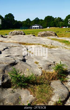 Junge Ginstersträucher wachsen in Rissen in Wellington Rocks, Cricket-Boden und Pavillon im Hintergrund, Tunbridge Wells Common, Tunbridge Wells, Kent, Großbritannien Stockfoto