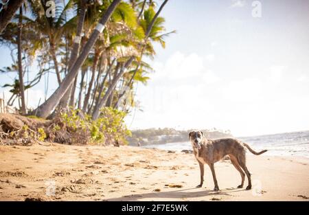 Hellbrauner Hund, der an einem Strand neben Bäumen steht Auf Hawaii Stockfoto