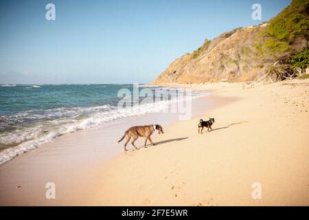 Zwei Hunde, die an einem leeren Strand in Honolulu, Hawaii, spazieren Stockfoto