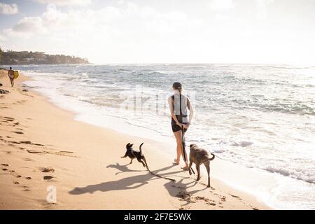 Eine Frau im Freiengehen, die zwei Hunde entlang der Küste führt Honolulu Stockfoto