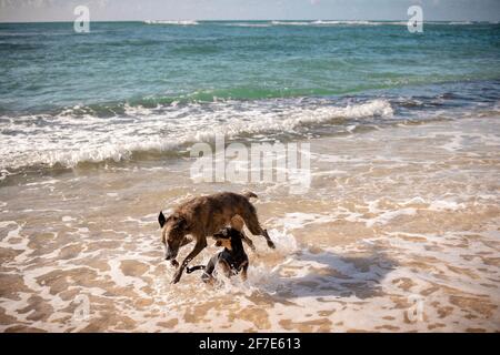 Hunde spielen bei Ebbe am Strand Ein ruhiger Nachmittag in Hawai Stockfoto