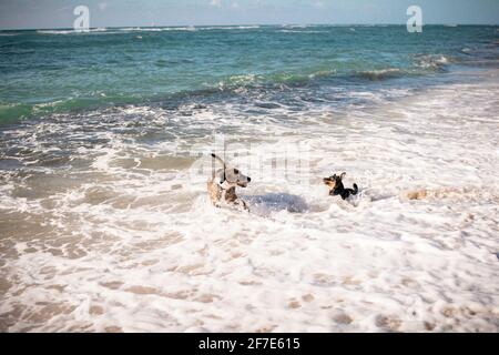 Zwei Hunde laufen im Meerwasser, um sich abzukühlen Stockfoto