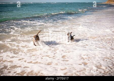 Hunde jagen sich an einem warmen, klaren Nachmittag in Oahu im Meer Stockfoto