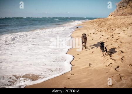 Ein paar Hunde gehen entlang der Küste auf einem Tag klar Stockfoto
