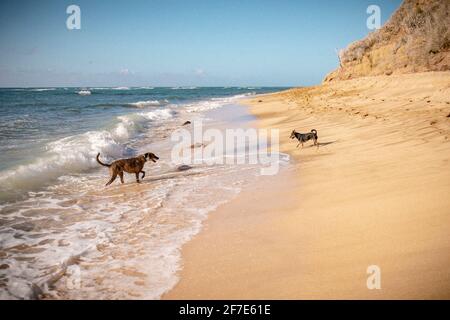 Ein sonniger Strandtag auf Hawaii mit zwei Hunden. Spielen in den Wellen Stockfoto