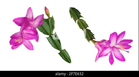 Thanksgiving- oder Weihnachtskaktus (Schlumbergera truncata) Magentafarbene Blüten isoliert auf weißem Hintergrund Stockfoto