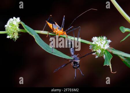 Zelus longipes, ein erwachsener Melkweed-Assassinwanze, füttert sich mit einer Potter-Wasp, Eumens fraternus. Stockfoto