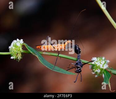 Zelus longipes, ein erwachsener Melkweed-Assassinwanze, füttert sich mit einer Potter-Wasp, Eumens fraternus. Stockfoto