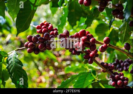 Kaffeekirschen reifen auf einem Baum in Nord-Thailand Stockfoto