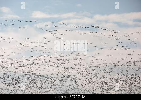 Tausende Schneegänse fliegen über Marylands Ostküste. Stockfoto