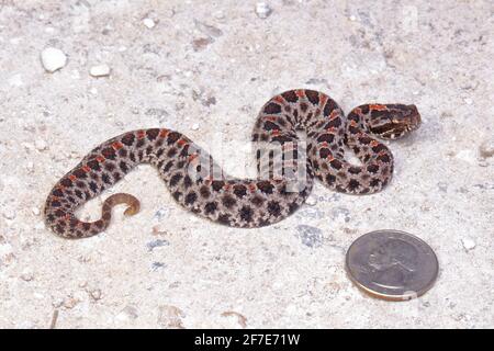 Ein dämiger Schweinchen-Klapperschlange, Sistrurus miliarius barbouri, auf einer sandigen Straße. Stockfoto