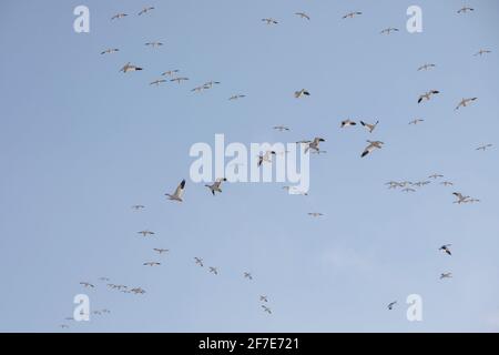 Tausende Schneegänse fliegen über Marylands Ostküste. Stockfoto