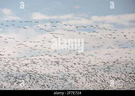 Tausende Schneegänse fliegen über Marylands Ostküste. Stockfoto