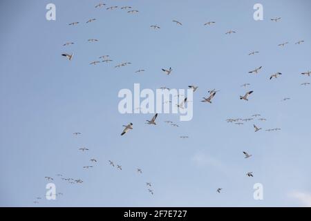 Tausende Schneegänse fliegen über Marylands Ostküste. Stockfoto