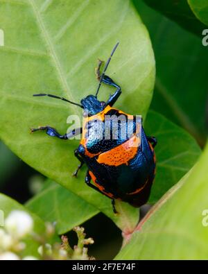 Eine räuberische Anker Stink Bug, Stiretrus Anchorago, kriecht auf einem Blatt. Stockfoto