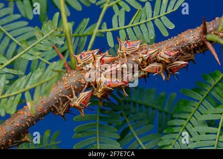 Dorn Treehoppers, Umbonia crassicornis, montiert und Fütterung auf einem Katzenklaue schwarzen Perlenbaum Zweig. Stockfoto