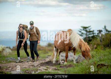 Pärchen wandern mit wilden Ponys in den Grayson Highlands. Stockfoto