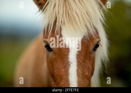 Wildes Pony in den Grayson Highlands in Virginia. Stockfoto