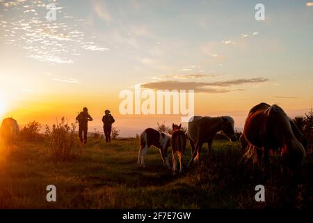 Pärchen wandern mit wilden Ponys auf dem Mount Rogers in Virginia. Stockfoto