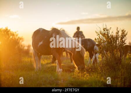 Pärchen wandern mit wilden Ponys auf dem Mount Rogers in Virginia. Stockfoto