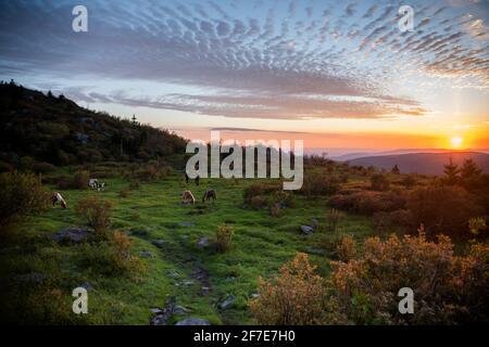 Pärchen wandern mit wilden Ponys auf dem Mount Rogers in Virginia. Stockfoto