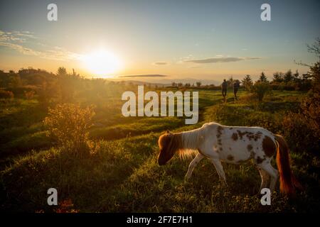 Pärchen wandern mit wilden Ponys auf dem Mount Rogers in Virginia. Stockfoto