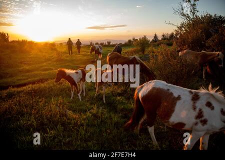 Pärchen wandern mit wilden Ponys auf dem Mount Rogers in Virginia. Stockfoto