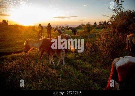 Pärchen wandern mit wilden Ponys auf dem Mount Rogers in Virginia. Stockfoto