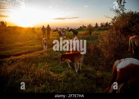 Pärchen wandern mit wilden Ponys auf dem Mount Rogers in Virginia. Stockfoto