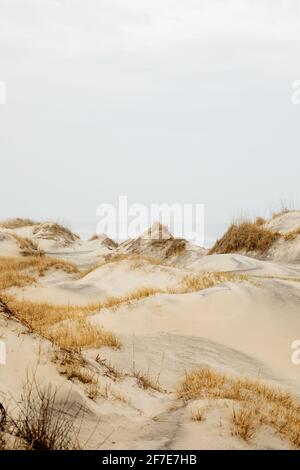 Wildpferde in den Sanddünen in Corolla, NC. Stockfoto